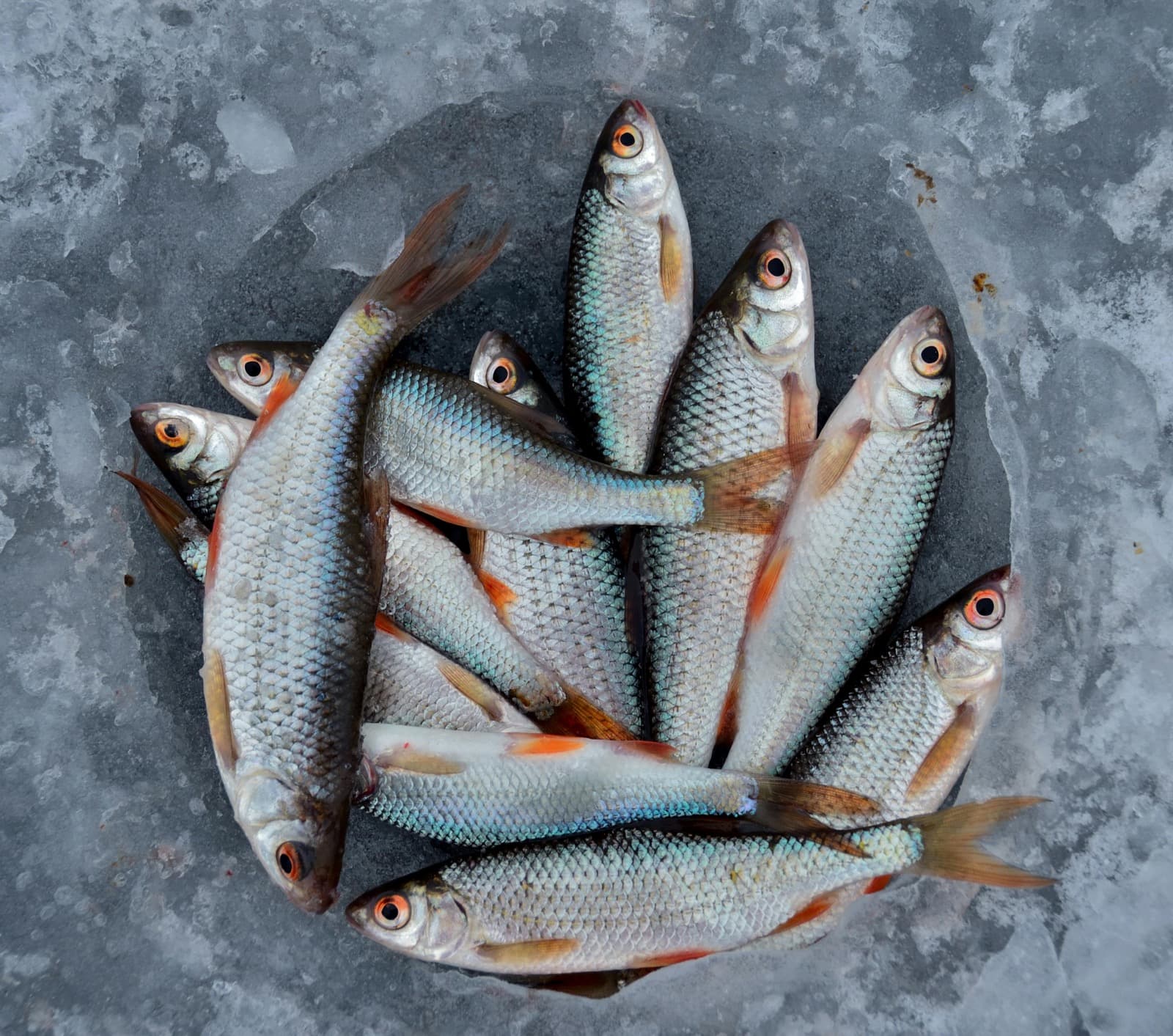 Fresh whole fish on ice