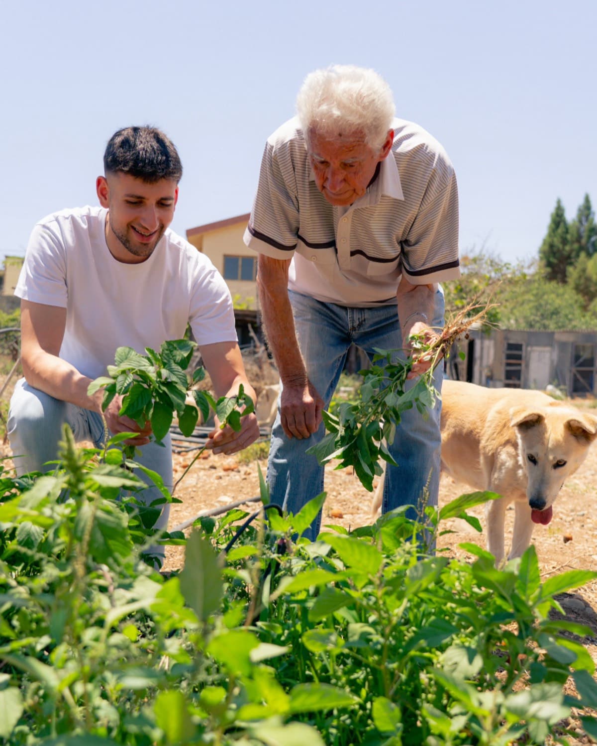 Harvesting with a local producer in Cyprus